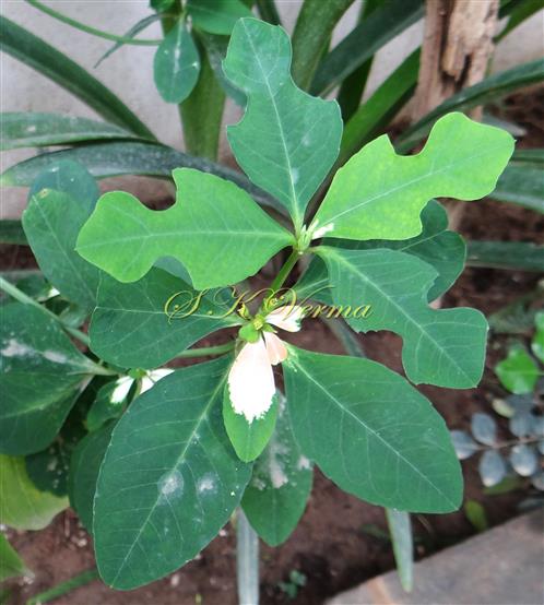  Leaves